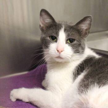 Mia -  Domestic Short Hair Cat Available for Adoption in Des Moines, Iowa - Mia | PetCurious