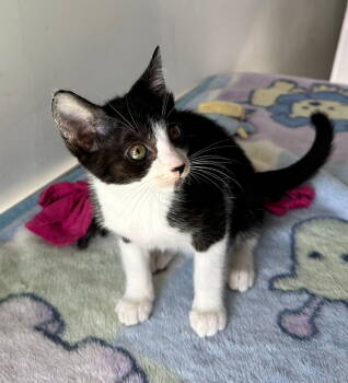 Rescue Domestic Short Hair Cats for Adoption in Margate, Florida - MUSA | PetCurious