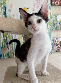 Affogoto -  Domestic Short Hair Cat for Adoption in Oviedo, Florida - Affogoto | PetCurious