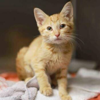 Abbie -  Domestic Short Hair Cat for Adoption in Atlanta, Georgia - Abbie | PetCurious