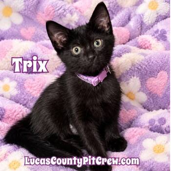 Trix -  Domestic Short Hair Cat for Adoption in Toledo, Ohio - Trix | PetCurious