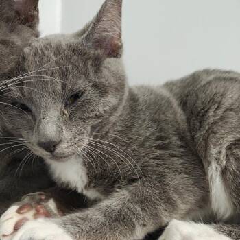 Domestic Short Hair Cats Available for Adoption in Watertown, New York - Liam | PetCurious