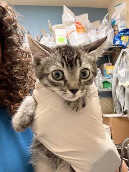 MOJO -  Domestic Short Hair Cat for Adoption in Riverside, California - MOJO | PetCurious