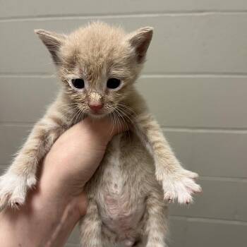 Jasper -  Domestic Short Hair Cat for Adoption in Bristol, Indiana - Jasper | PetCurious