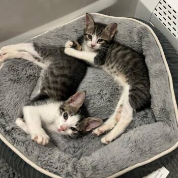 Sandy -  Domestic Short Hair Cat for Adoption in Oceanside, New York - Sandy | PetCurious