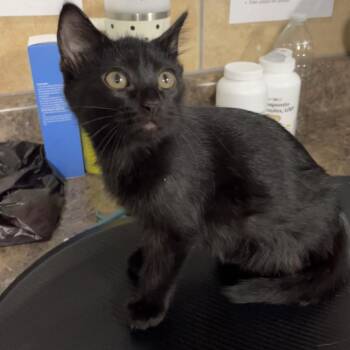 Funnel Cake -  Domestic Medium Hair Cat for Adoption in Eureka Springs, Arkansas - Funnel Cake | PetCurious