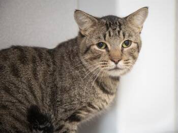 ROGER -  Domestic Short Hair Cat for Adoption in Phoenix, Arizona - ROGER | PetCurious
