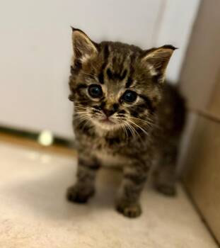 Quicksand -  Domestic Short Hair Cat for Adoption in Calgary, Alberta - Quicksand | PetCurious
