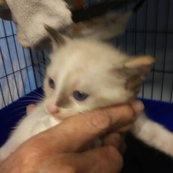 Dallas (Ready for pre-adoption) -  Siamese Cat for Adoption in PORT WENTWRTH, Georgia - Dallas (Ready For Pre-adoption) | PetCurious