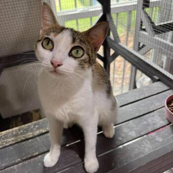 Tinkerbell -  Domestic Short Hair Cat for Adoption in Pinellas Park, Florida - Tinkerbell | PetCurious