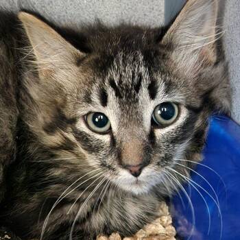 Trick -  Domestic Long Hair Cat for Adoption in North Battleford, Saskatchewan - Trick | PetCurious