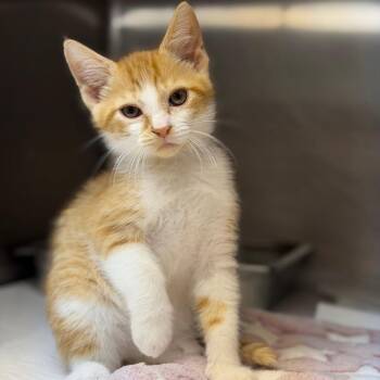 Oliver -  Domestic Medium Hair Cat for Adoption in Buffalo, Minnesota - Oliver | PetCurious