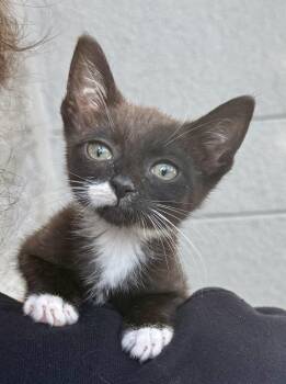 Ichabod -  Domestic Short Hair Cat for Adoption in Cypress, California - Ichabod | PetCurious