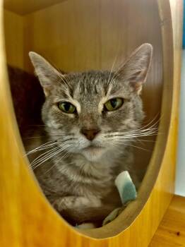 Dilute Tortoiseshell Cats Available for Adoption in Grand Rapids, Michigan - Dusty Rose | PetCurious