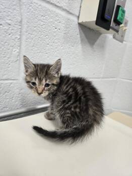 CANEHILL -  Domestic Short Hair Cat for Adoption in Hagerstown, Maryland - CANEHILL | PetCurious