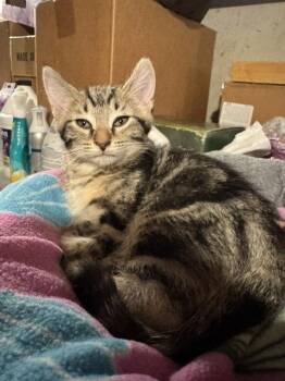 Storm -  Domestic Short Hair Cat for Adoption in Wheaton, Illinois - Storm | PetCurious