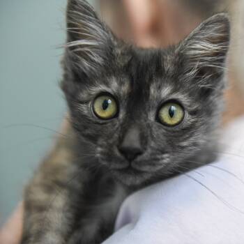 Rescue Domestic Medium Hair Cats for Adoption in Redwood City, California - Tasmanian Devil | PetCurious