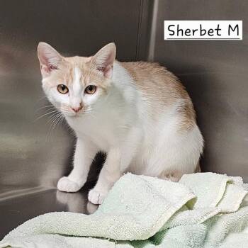 Dilute Teetle -  Domestic Short Hair Cat for Adoption in Rocky Mount, Virginia - Dilute Teetle | PetCurious