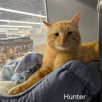 Domestic Short Hair Cats Available for Adoption in Sedalia, Missouri - Hunter | PetCurious