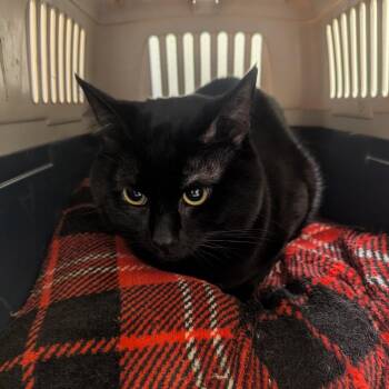Domestic Short Hair Cats Available for Adoption in Charlottesville, Virginia - Shadow | PetCurious