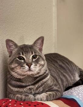 SIMBA -  Domestic Short Hair Cat for Adoption in Long Beach, California - SIMBA | PetCurious