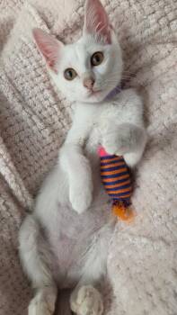 Alice -  Domestic Short Hair Cat for Adoption in San Antonio, Texas - Alice | PetCurious