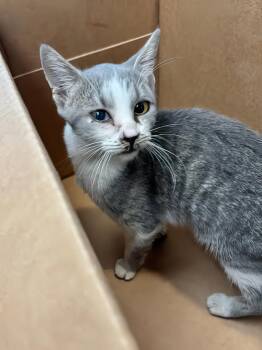 Ravenclaw -  Domestic Short Hair Cat for Adoption in Nashville, Tennessee - Ravenclaw | PetCurious