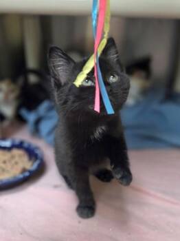 Meow Mix -  Domestic Short Hair Cat for Adoption in Westland, Michigan - Meow Mix | PetCurious