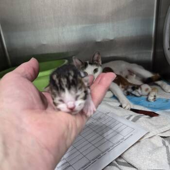 Oreo -  Domestic Short Hair Cat for Adoption in Ardmore, Oklahoma - Oreo | PetCurious