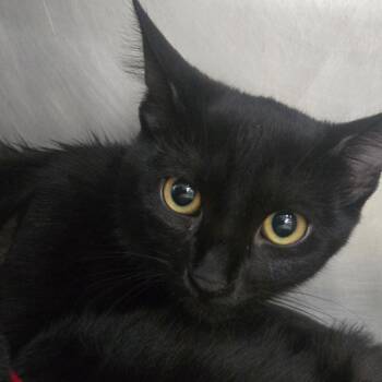 Dakota -  Domestic Short Hair and Domestic Medium Hair Cat for Adoption in San Jacinto, California - Dakota | PetCurious