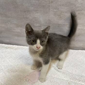 Rescue Domestic Short Hair Cats for Adoption in Modesto, California - A602014 | PetCurious