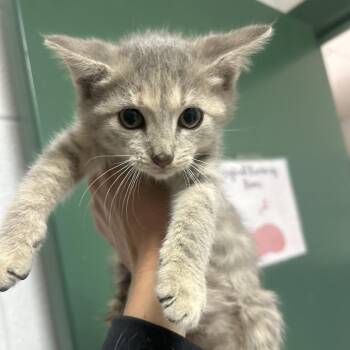 Harvest -  Domestic Short Hair Cat for Adoption in Lewisburg, West Virginia - Harvest | PetCurious