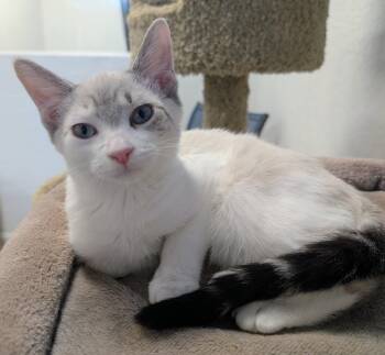 Lychee -  Domestic Short Hair Cat for Adoption in Palm Harbor, Florida - Lychee | PetCurious