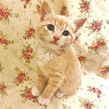 Timothy -  Domestic Short Hair Cat for Adoption in Mt. Juliet, Tennessee - Timothy | PetCurious