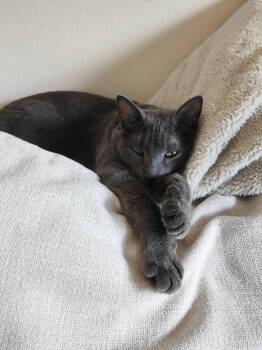 Rey -  Russian Blue Cat for Adoption in Santa Monica, California - Rey | PetCurious