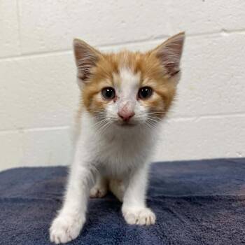 Domestic Short Hair Cats Available for Adoption in Lyndhurst, Virginia - SVAS-Stray-38709 | PetCurious