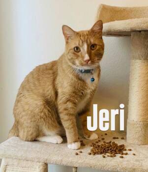 Jeri -  Domestic Short Hair Cat for Adoption in Chandler, Arizona - Jeri | PetCurious