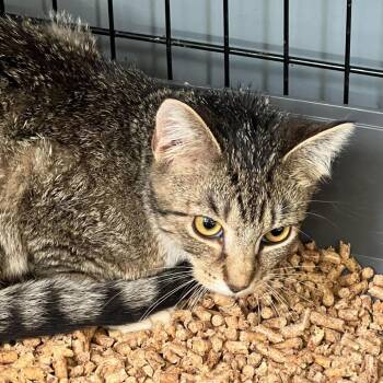 Domestic Short Hair Cats Available for Adoption - Perfection | PetCurious