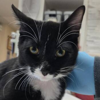 Munch -  Domestic Short Hair Cat for Adoption in Flagstaff, Arizona - Munch | PetCurious