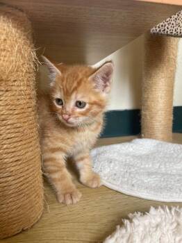Gouda -  Domestic Short Hair Cat for Adoption in Cortland, New York - Gouda | PetCurious