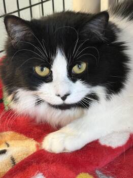 Tuxedo Cats Available for Adoption - Sage | PetCurious