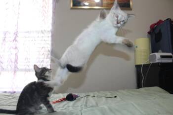 Brady 3 -  Siamese and American Shorthair Cat for Adoption in Austin, Texas - Brady 3 | PetCurious