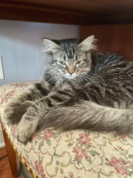 Yoko -  Domestic Short Hair Cat for Adoption in Westfield, New Jersey - Yoko | PetCurious