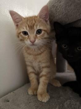 Domestic Short Hair and Tabby Cats Available for Adoption in Dallas, Texas - Boss Baby | PetCurious