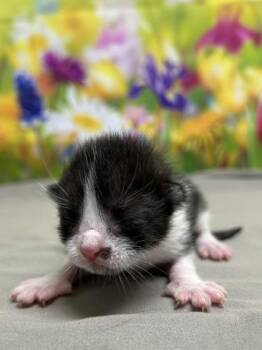 Domestic Short Hair Cats Available for Adoption in San Antonio, Texas - Wasabi | PetCurious