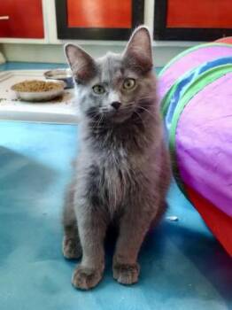 Fozzie -  Domestic Medium Hair Cat for Adoption in Prescott, Arizona - Fozzie | PetCurious