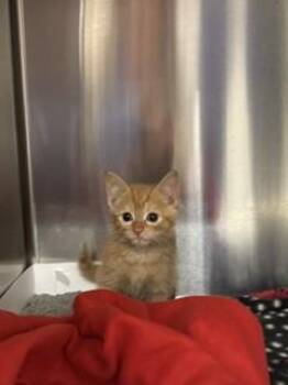 Domestic Short Hair Cats Available for Adoption in Doral, Florida - ADAM | PetCurious