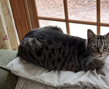 Domestic Short Hair Cats Available for Adoption in Fredericksburg, Virginia - Jenny  | PetCurious