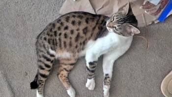 CHICKADEE - Young Bengal mix female -  Domestic Short Hair and Bengal Cat for Adoption in Hillsboro, Oregon - CHICKADEE - Young Bengal Mix Female | PetCurious