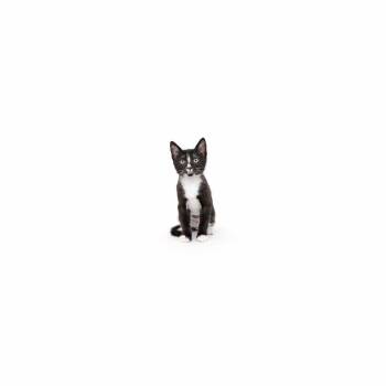 Domestic Short Hair Cats Available for Adoption in Los Angeles, California - Amazon | PetCurious